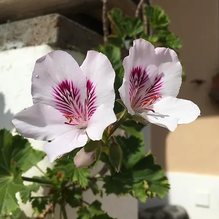 Ξενοδοχείο με διαμερίσματα Costa Vacanze Λίπαρι